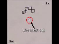 Cell Capture and Transport Using Microbot Origami