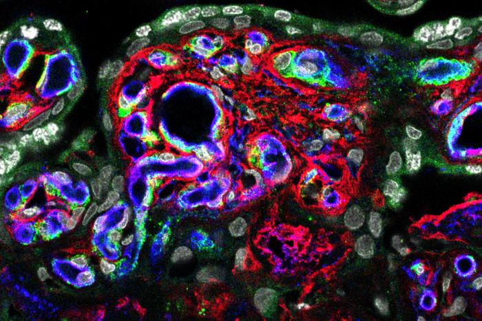 Placental environment