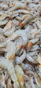 White shrimp (pre-processing)