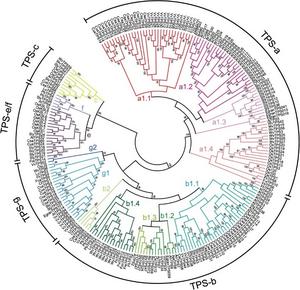A rooted phylogenetic tree of functionally characterized TPSs in angiosperms.