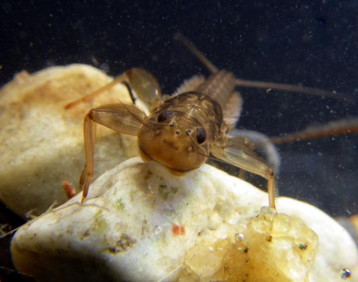 Mayfly Nymph