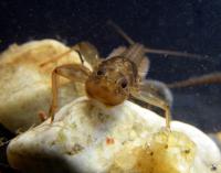 Mayfly Nymph
