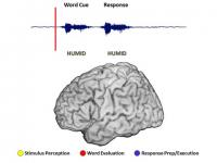 Brain Activity During Simple Task