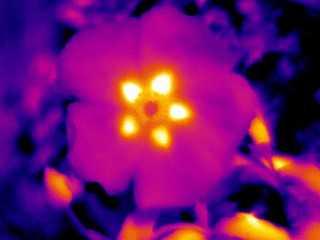 Floral Heat Patterns from Rock Rose