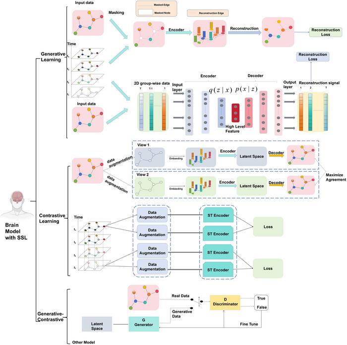The primary learning strategies within SSL models in neuroimage-based medical applications.
