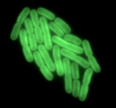 Cyanobacteria