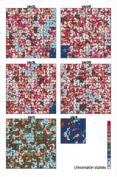 Maps of Fruit Fly Chromatin