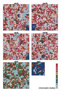 Maps of Fruit Fly Chromatin