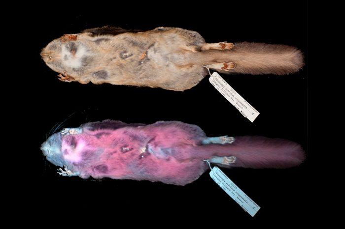 Flying Squirrels Fluoresce Pink