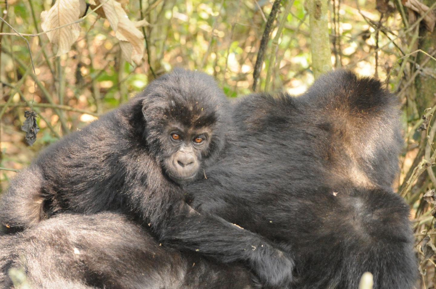 Grauer's Gorilla