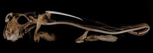 Ratfish morphology