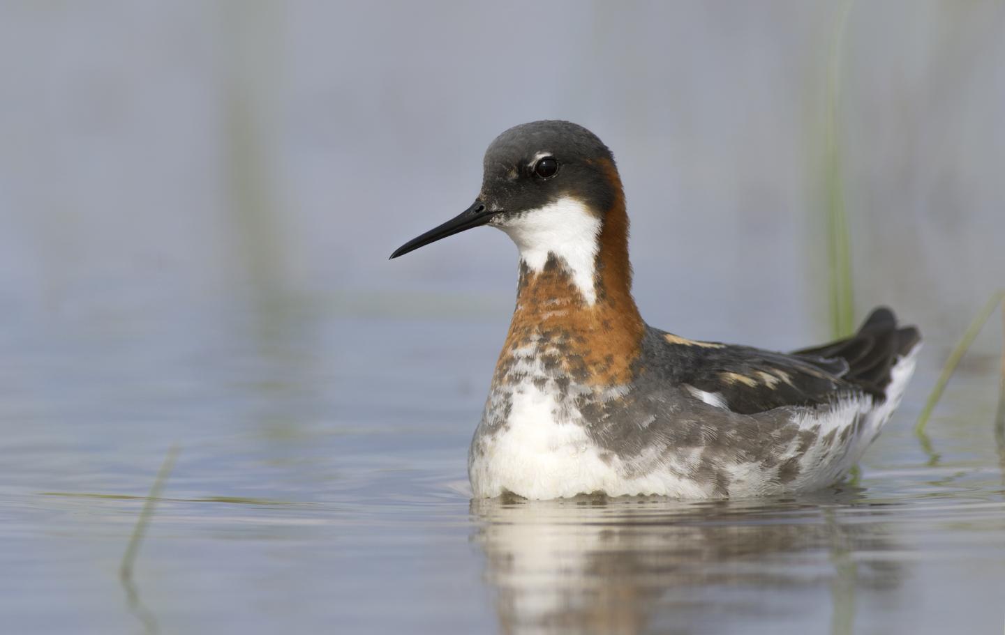 Red-necked Phalarope