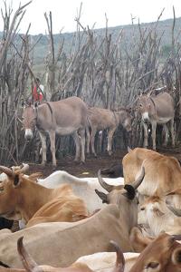 Marshall Maasai Settlement Corral