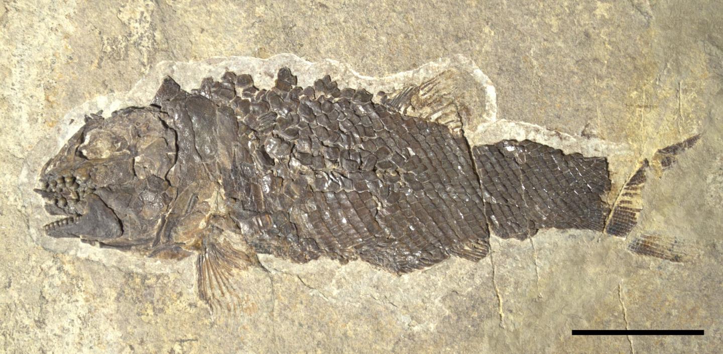 <I>Ticinolepis crassidens</I>