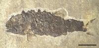 <I>Ticinolepis crassidens</I>