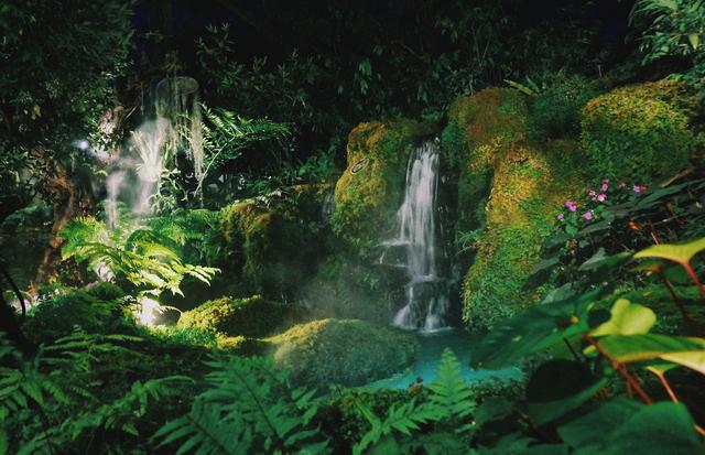 Green Ferns 