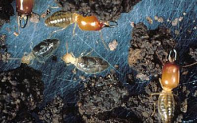 Creatures That Live in Below Ground
