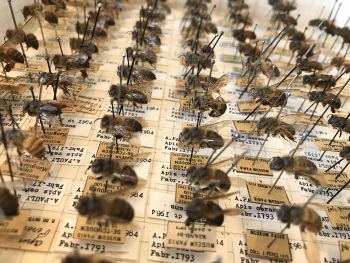 Specimens of Asian honeybee