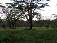 Wooded Grassland Savanna