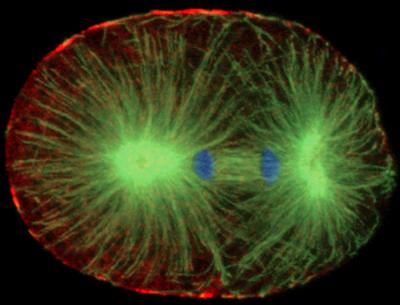 Cell Division