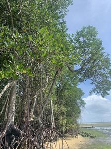 Study shows how El Niño and La Niña climate swings threaten mangroves worldwide