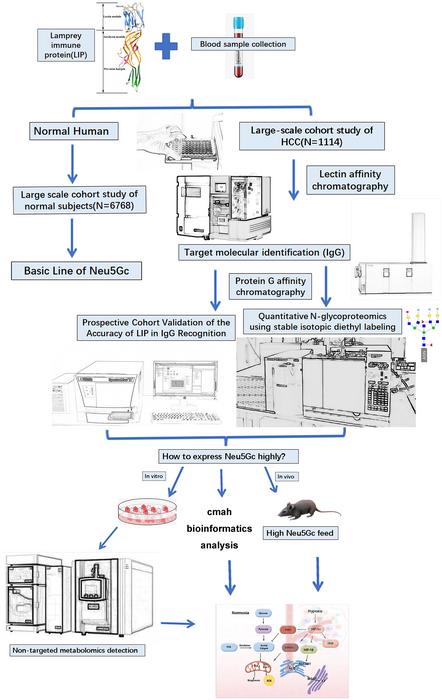 Neu5Gc-associated Serum Immunoglobulin G Glycosylation as a Diagnostic Biomarker for Hepatocellular Carcinoma