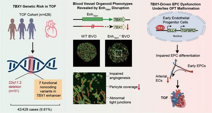 Noncoding Variants in a TBX1 Enhancer Disrupt Early Vascular Development in Tetralogy of Fallot