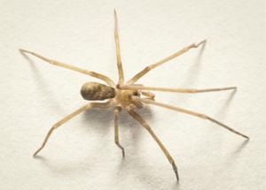 Pikelinia floydmuraria