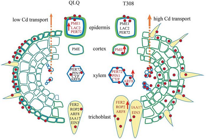 Possible mechanisms of Cd uptake and transport in roots of QLQ and T308.