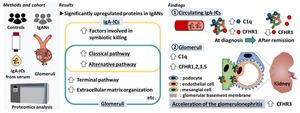 CFHR1 is involved in IgA immune complex formation