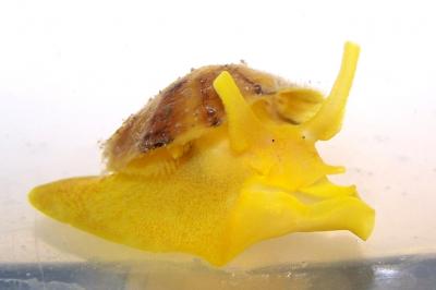 <i>Tylodina fungina</i>
