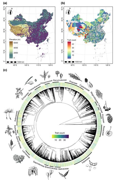 Trait coverage across geography and phylogeny in the Chinese seed trait database