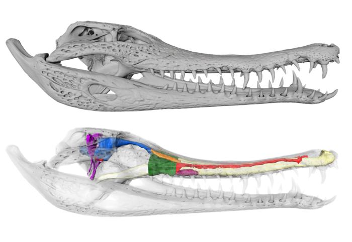 The internal anatomy of Mecistops cataphractus