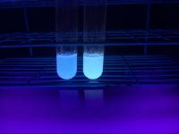 Tubes of <i>E. coli </i>