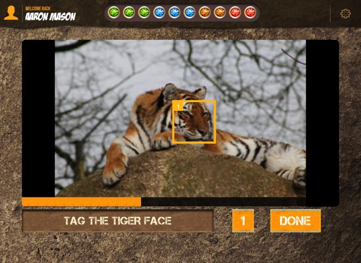 Tiger Faces