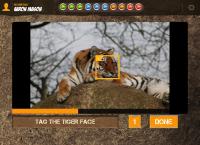 Tiger Faces