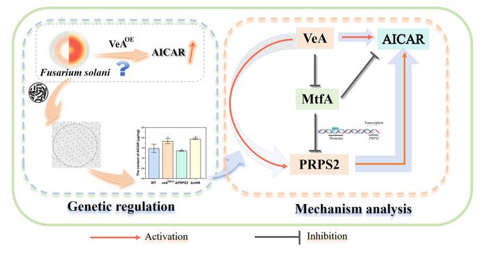 Figure 1. Analysis of the biosynthetic regulatory mechanism of AICAR in Fusarium solani.