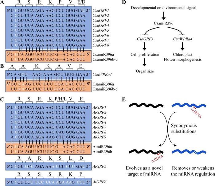 The change of miR396’s target genes in plants.