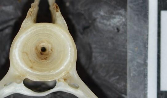 Fish Bone