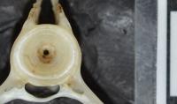 Fish Bone