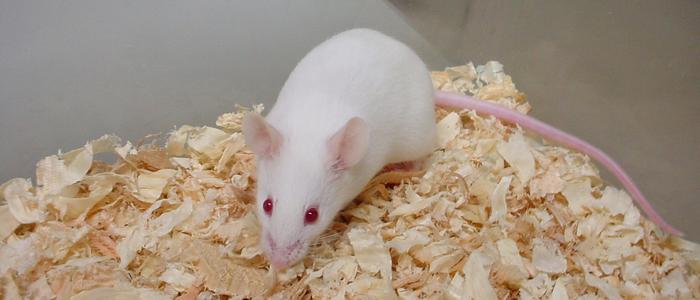 A Mouse