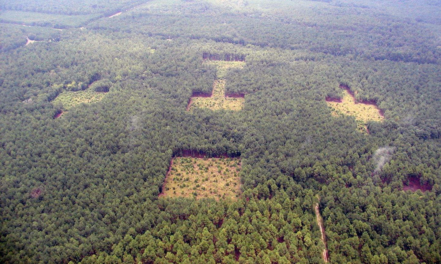 World's Forests at Risk for Habitat Destruction (1 of 9)