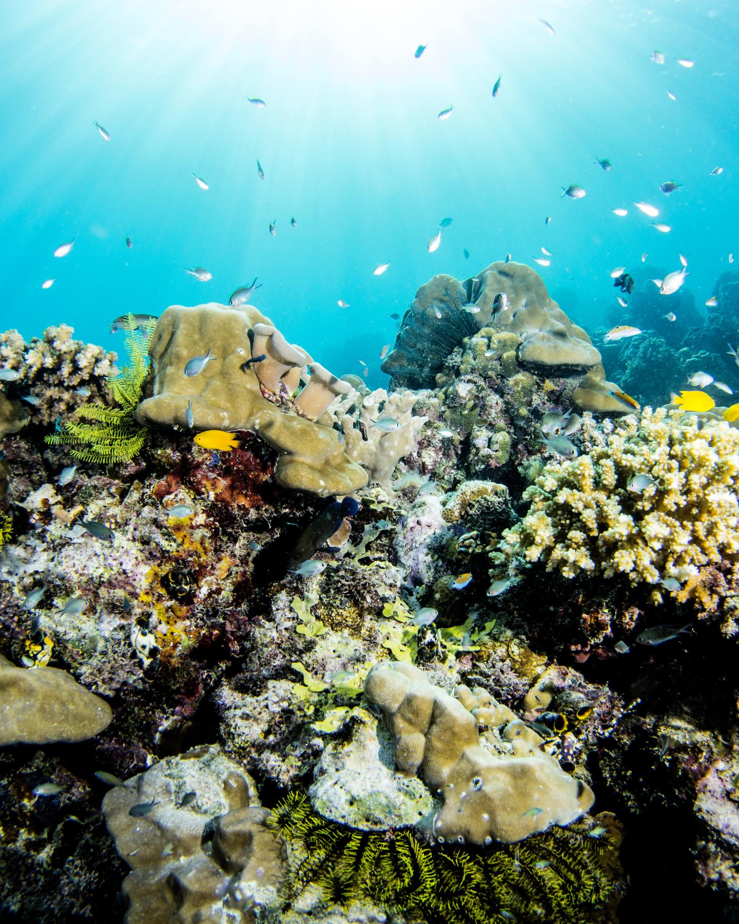 Corals Are Not Only Declining Fast, They're Recovering Slowly (6 of 9)