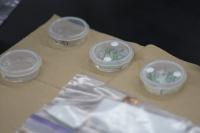 Culture Dishes of Plant Seedlings for Space Study