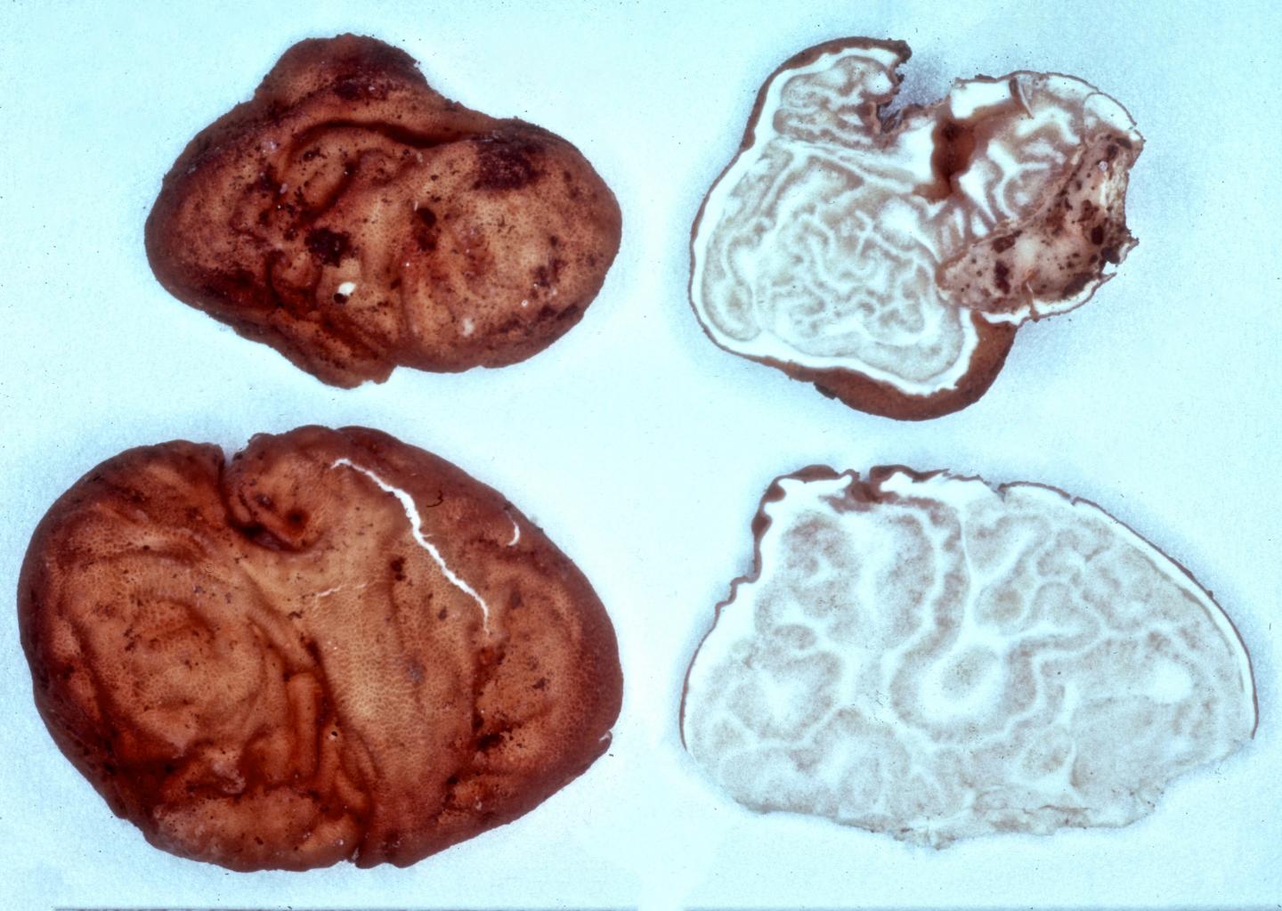 New Truffle Species