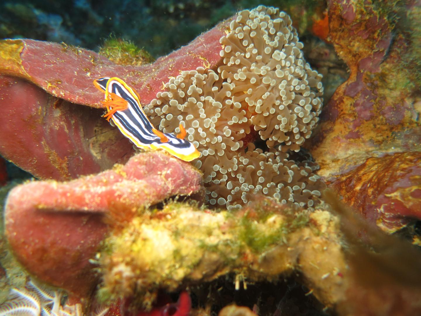 Coral in the 'Twilight Zone'