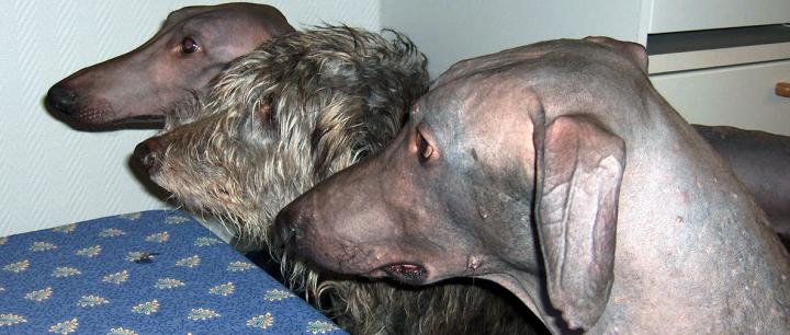 A Variant in the SGK3 Gene, Which Causes Hairlessness in Scottish Deerhounds