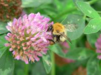 <i>Bombus pascuorum</i>
