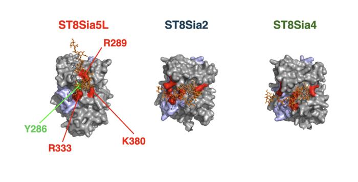 3D models of the three brain enzymes that build polysialic acid