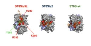 3D models of the three brain enzymes that build polysialic acid